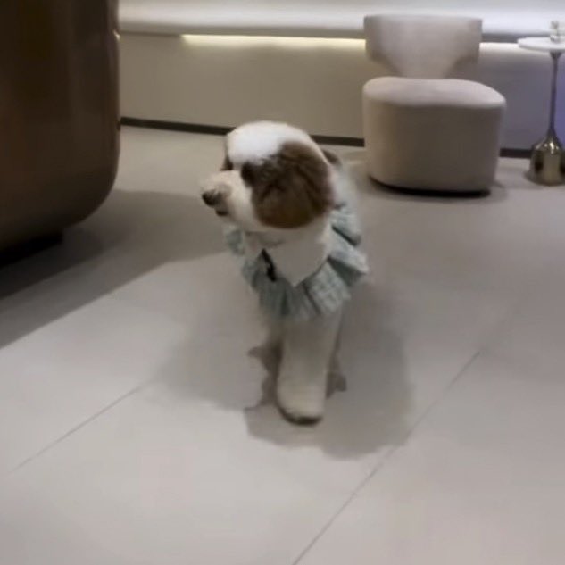 xoxodusbi's tweet photo. omg ang cute ni tomar 🥹 naka dress up sha 😭

anak nga ni bianca 😌❤️ https://t.co/GdEnDgJ3Sz