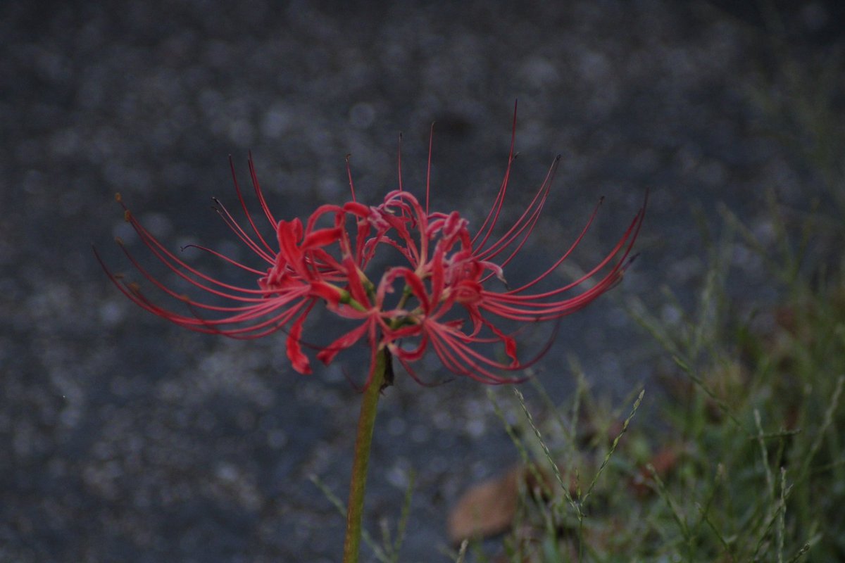 FatherAlastor's tweet photo. Red spider lily https://t.co/BnTXCDbzMh