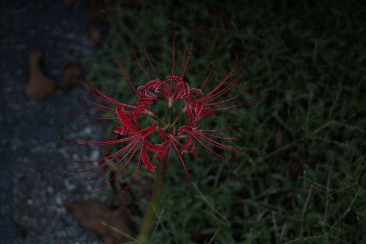 FatherAlastor's tweet photo. Red spider lily https://t.co/BnTXCDbzMh
