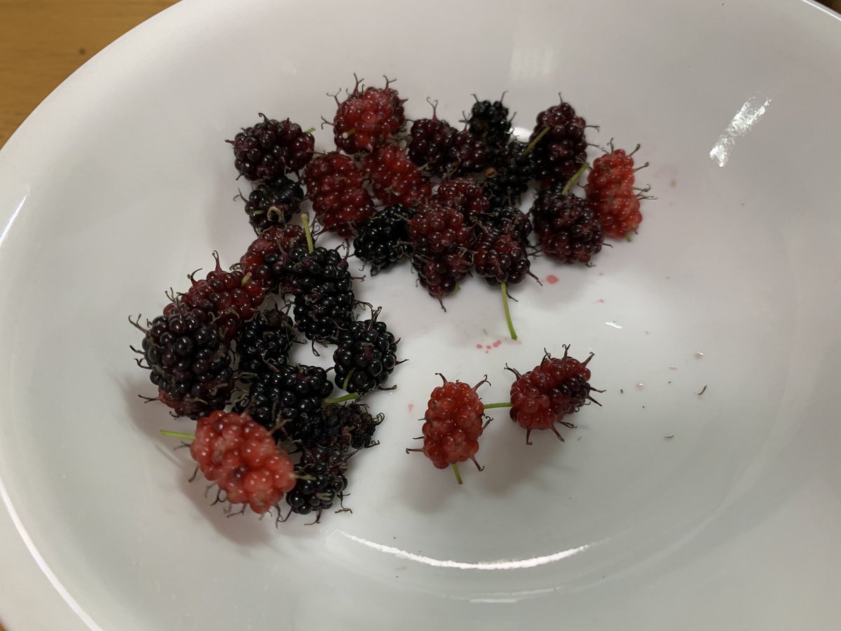 ormitte's tweet photo. 桑の実を摘んで。
煮た。 https://t.co/xzO4JkdPPi
