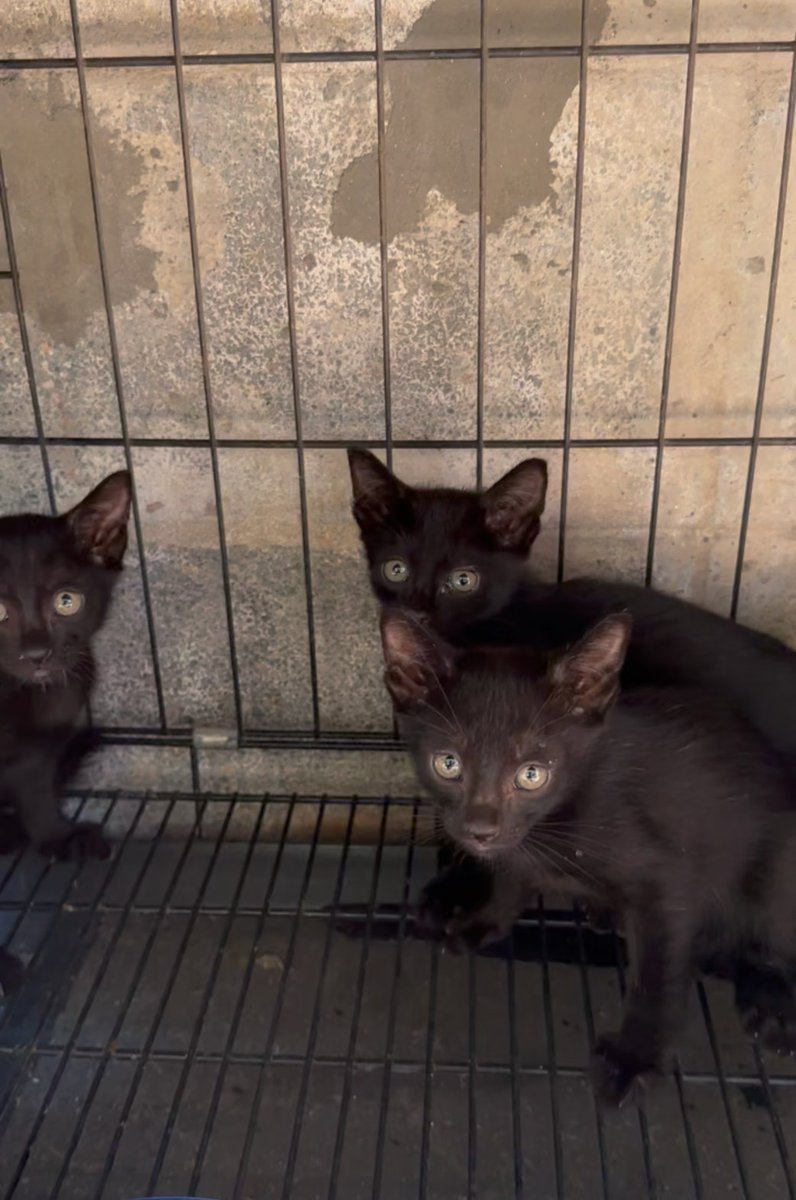 CatsterClub's tweet photo. 🏠 หาบ้านให้น้องแมว 🏠 (ฝากประกาศ)

น้องแมว อายุ 1 เดือน
สีดำล้วน 4 ตัว
รับแยกได้ค่ะ
น่ารัก เชื่องทุกตัวค่ะ

น้องแมว อายุ 2 เดือน
ลายสลิดเทา

สนใจทักแชท 
หรือติดต่อ 098-419-2288 คุณนิด

ใครสนใจรับดูแลติดต่อหาเจ้าของได้เลยนะคะ หรือ ช่วยกันรีกระจายข่าวก็ได้ค่า มาช่วยกันหาบ้านอันอบอุ่นให้น้องกันนะคะ