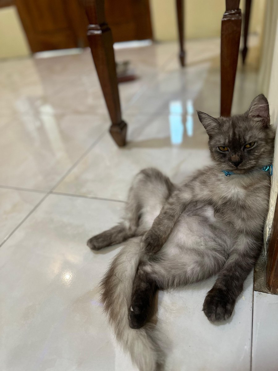 maudlinamida's tweet photo. Teman-teman #cenblue ayok #mutualan

Apakah kucing ganteng ini bisa bikin aku dapet 500 followers cenblue dan 5M impressions? https://t.co/SbZ1KQJP4y
