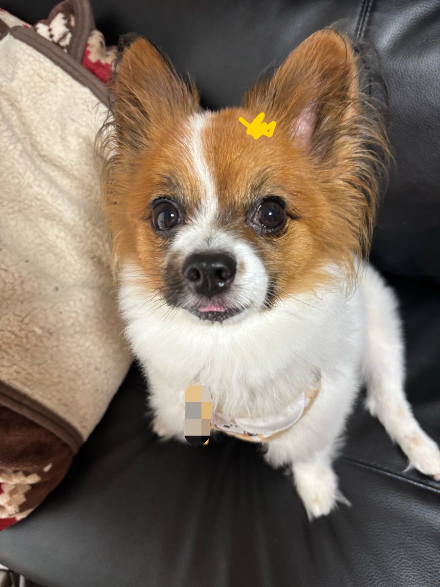 YOMOGIDON's tweet photo. 舌が1ミリ出てるよ🥰

飼い主は仕事がんばるね！（日付け1日勘違いしてた…明日から休み😇） https://t.co/OCYfaHUymi