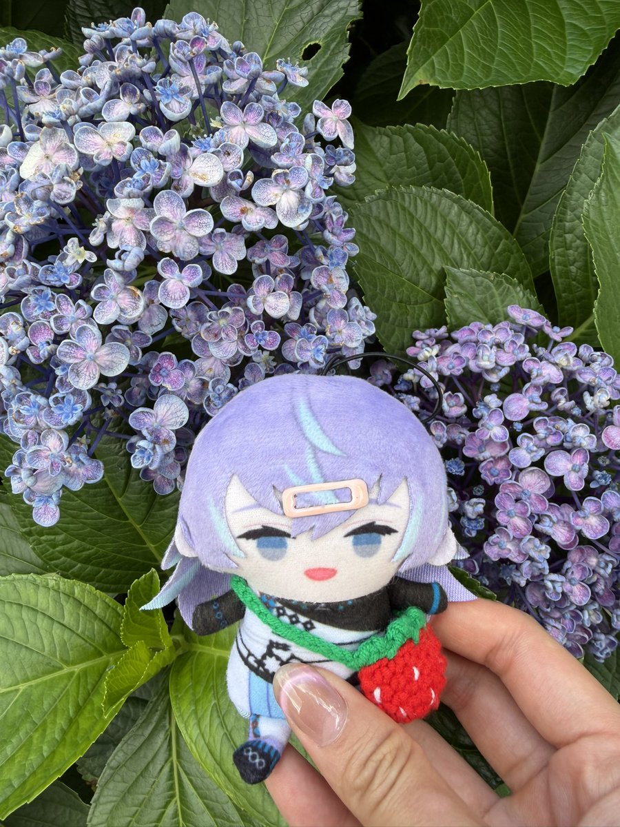 1995rkive's tweet photo. Love ajisai 🥺 https://t.co/tfV4Tsm11L