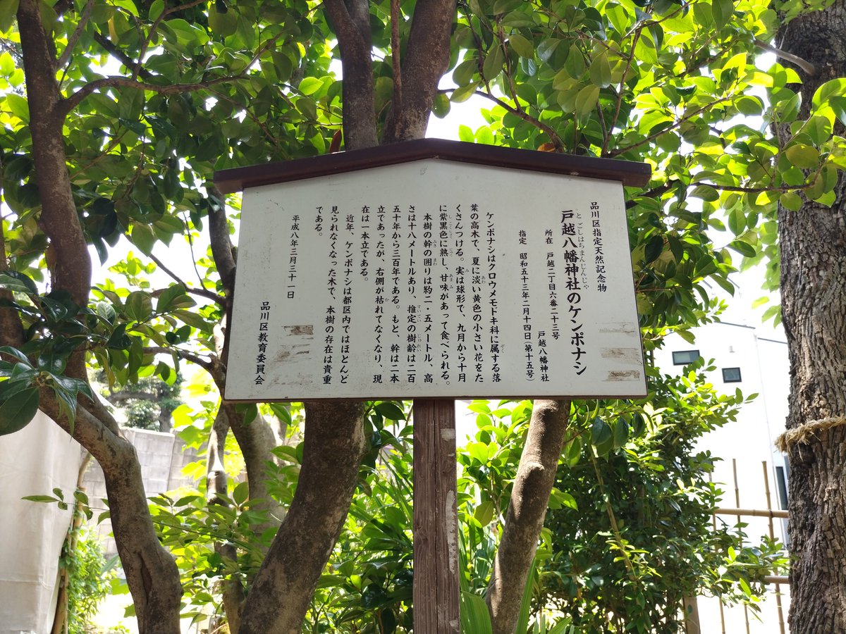 m_turedure's tweet photo. 「戸越八幡神社さん」（品川区）の御神木である「ケンポナシ（玄圃梨）」の木。
品川区指定天然記念物と日本樹木遺産に指定されています。
以前お伺いした際には、樹木辺りにハチ🐝が営巣していました♪
#戸越八幡神社　#御神木　#ケンポナシ https://t.co/eEeLyLlPwq