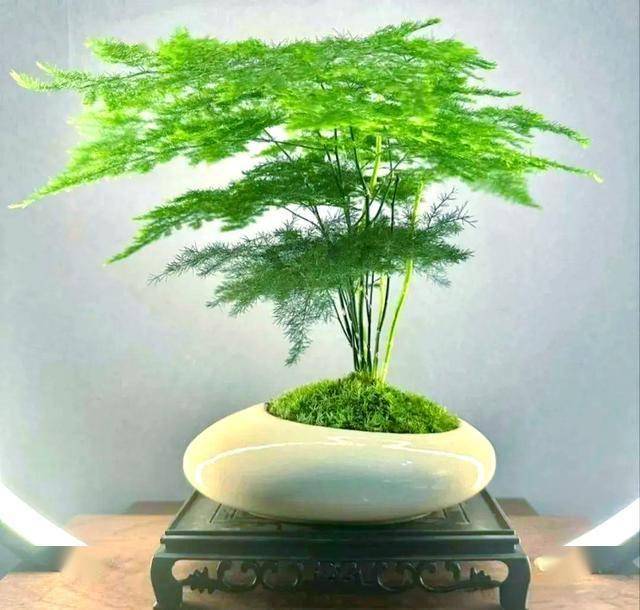 TinaFest69's tweet photo. Working late Nah, just catching up on my plant’s latest growth. （加个无奈又摸鱼的小表情：） https://t.co/e6uv9bjWjq