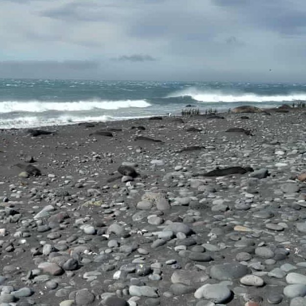AMAZlNGNATURE's tweet photo. Bird flu kills more than 13,000 baby seals on remote Australian island, wiping out over 75% of pups

H5N1 avian influenza spread rapidly through southern elephant seal colonies on remote Heard Island, marking one of the deadliest wildlife outbreaks ever recorded in the region https://t.co/cM592EhSJN