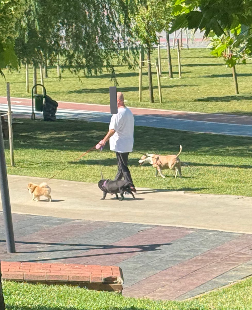 FZM_34's tweet photo. PİTBULL 
ÇEKMEKÖY BELEDİYESİ yanında ağızlıksız çocuk parkında!

@Cekmekoybeltr yanındaki çocuk parkına bu pitbull her gün ağızlık olmadan getiriliyor, sahibi bağını çözüp koşturmasını sağlıyor. 
Denetim yapmıyor musunuz? @orhancerkeztr @mirimiran23 @tccekmekoy @TC_istanbul https://t.co/RklCDAQtgG