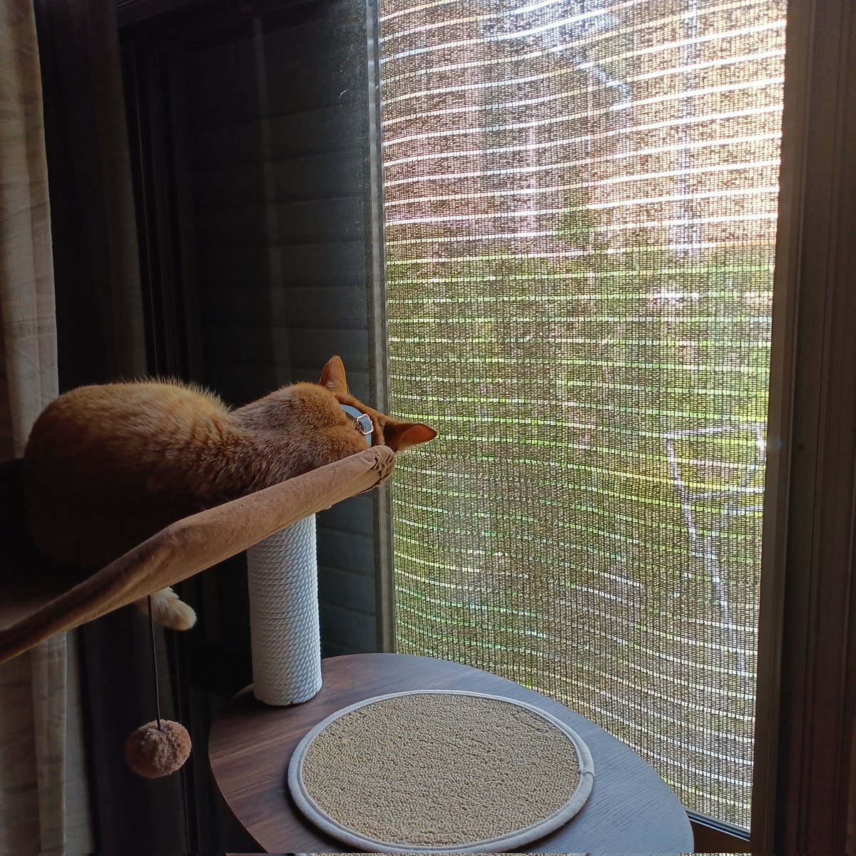 93187na's tweet photo. カステラ君用に買ったキャットタワー。全然使ってくれてなかったけど最近ようやく使ってくれるようになりました。嬉しいねぇ。 https://t.co/kEfSgASCtH