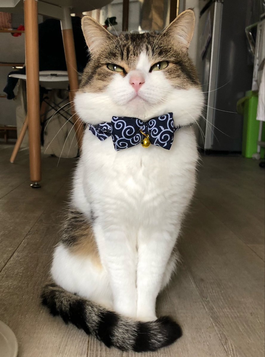 nikoandkotatoro's tweet photo. 今日は #おにぎりの日
おにぎり猫(7歳オス)召し上がれ🍙 https://t.co/HJr7vTzzfJ