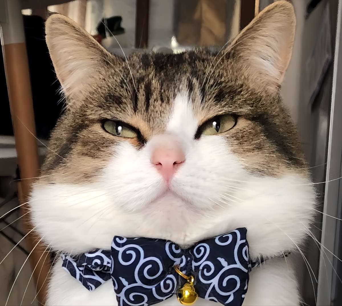 nikoandkotatoro's tweet photo. 今日は #おにぎりの日
おにぎり猫(7歳オス)召し上がれ🍙 https://t.co/HJr7vTzzfJ