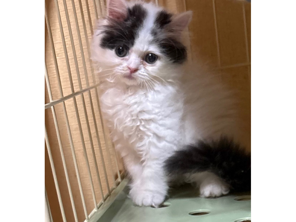 tokyo_foster's tweet photo. スコティッシュの女の子 まだ赤ちゃんです
埼玉県 ♀ 生後2ヶ月 のネコちゃんです。
 #猫の里親募集 #埼玉県
写真： https://t.co/N05FoMxeqV