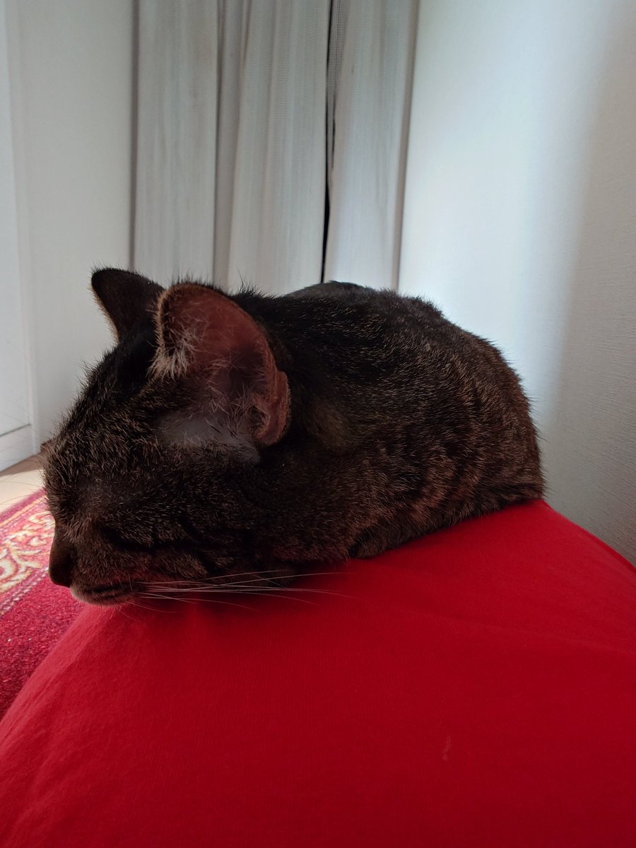 hi02vt's tweet photo. お猫様が廊下に寝てたから隣に寝っ転がったら上に乗られた https://t.co/xeGr6dmGPO