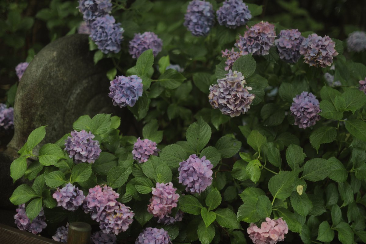 dippienyc's tweet photo. アジサイ撮りに行った

#紫陽花 #写真撮ってる人と繋がりたい #愛用カメラを画像付きで布教する https://t.co/EqBQlzeReU