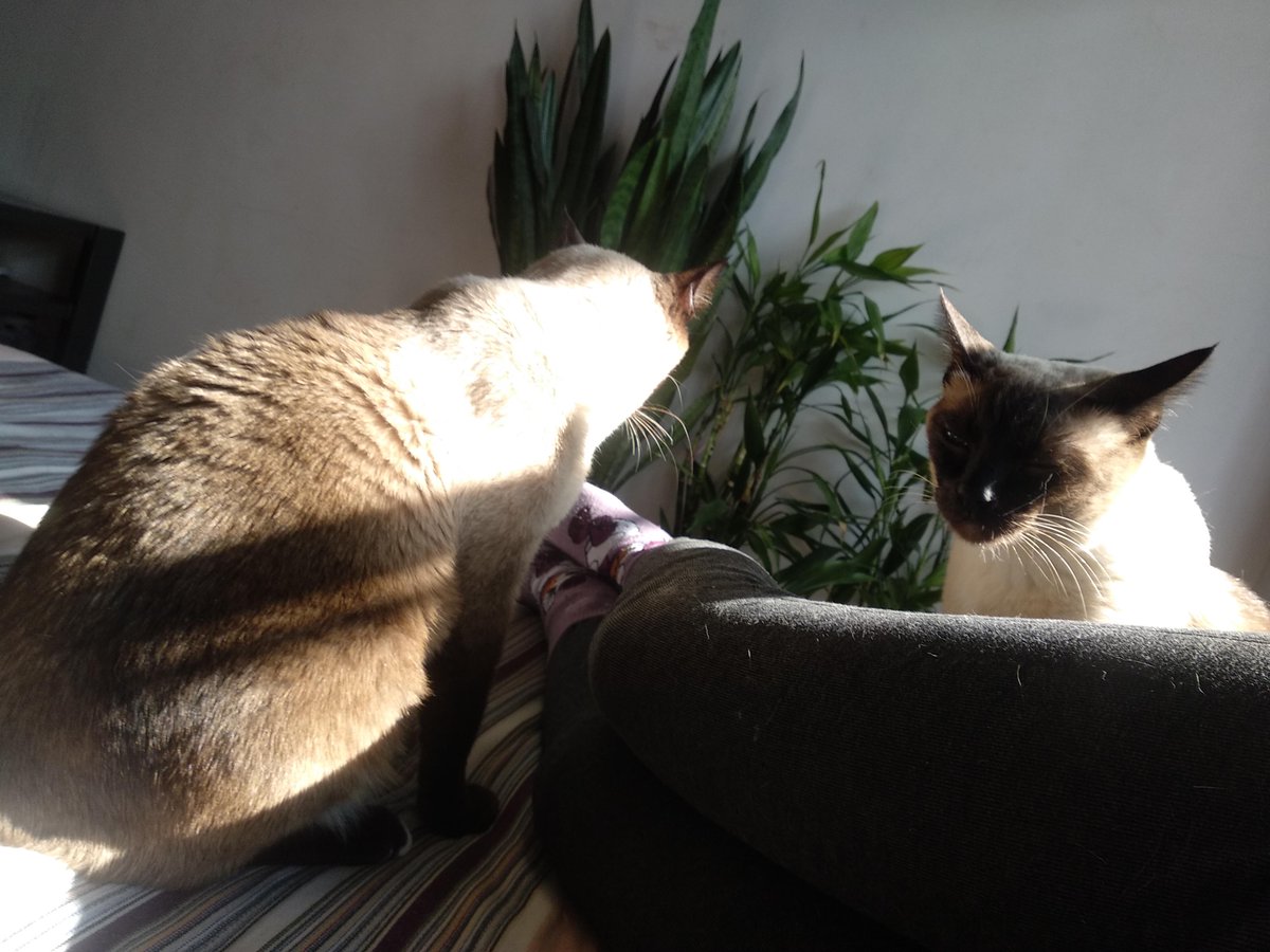 AtIrNnN53Z2ce5W's tweet photo. Just caught my cat helping with laundry—knocking socks into the hamper like it’s her job!  #HomeLifeMoments， https://t.co/SGxNvwwG4v