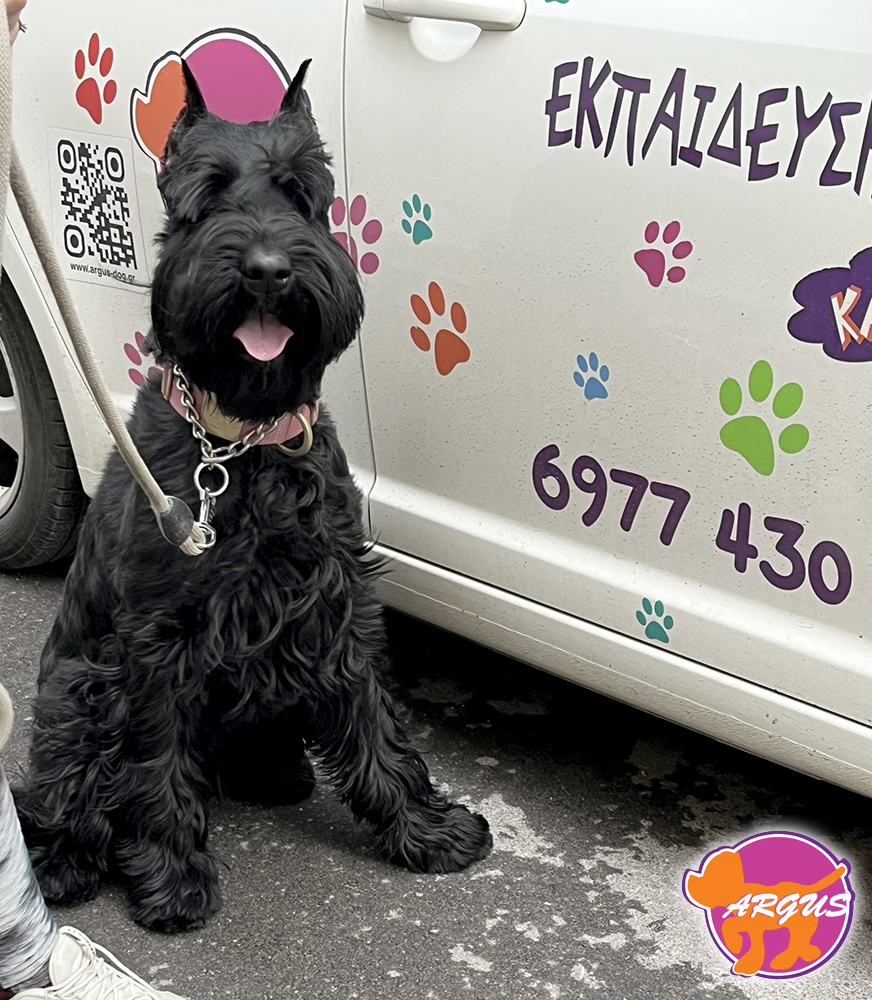argusdogmd's tweet photo. Φυλή: Giant Schnauzer – Περιοχή: Χατζηκυριάκειο  https://t.co/CvRjXurYjY https://t.co/lXzupaKXXS
