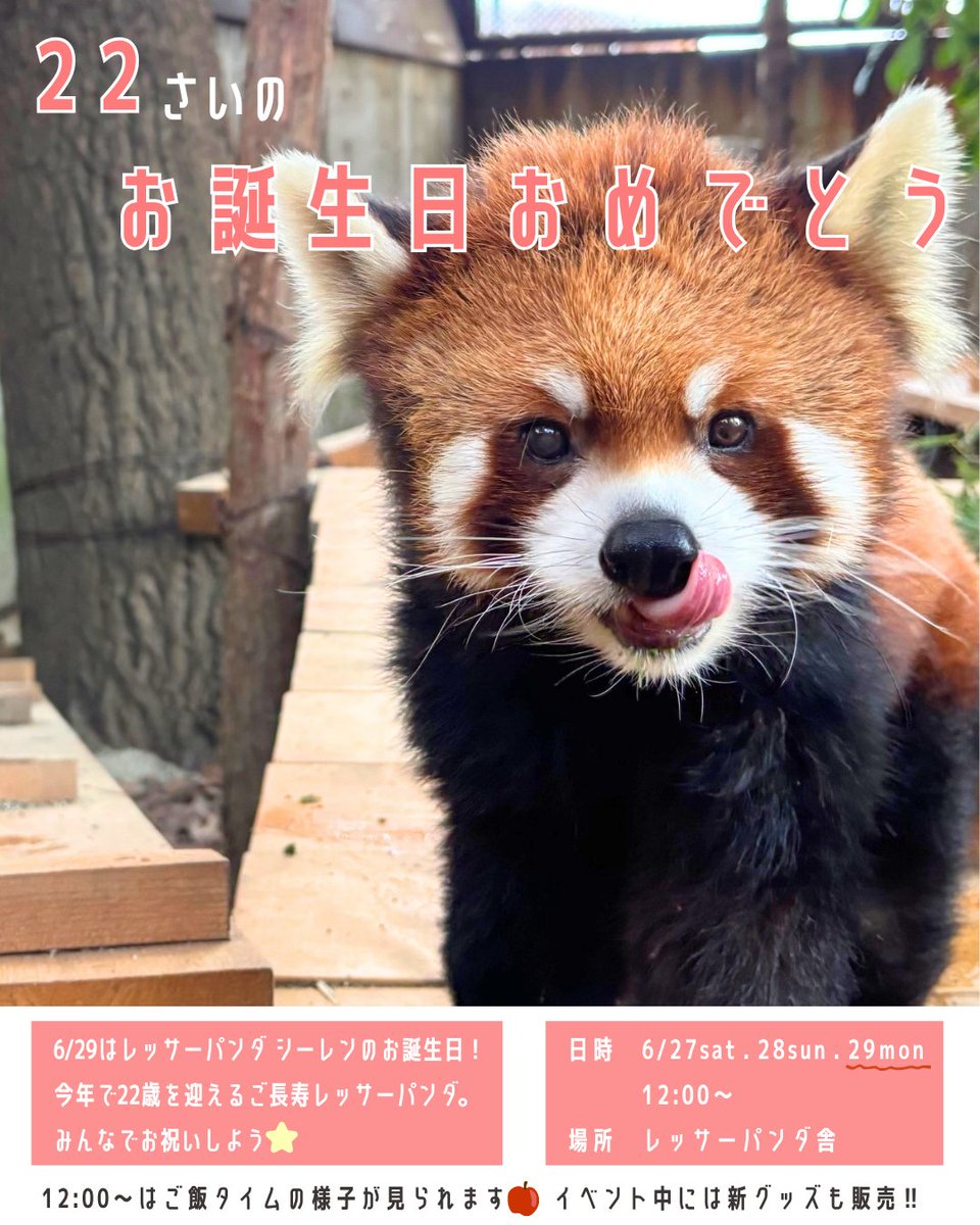 monkey_park's tweet photo. レッサーパンダ  シーレンのお誕生日会をします🍎

6月29日はシーレンのお誕生日！
なんと今年で22歳になるご長寿レッサーパンダ🐾
みんなでシーレンのお誕生日をお祝いしよう🎈
今年は3日間開催！

日時　6/27(土).28(日).29(月)　12:00～
場所　レッサーパンダ舎 https://t.co/kTga9CGi69