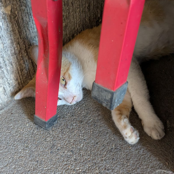 solidsock's tweet photo. I was surprised to discover Garbanzos chillin in his new secret hideout. https://t.co/FCiAT9w6wi