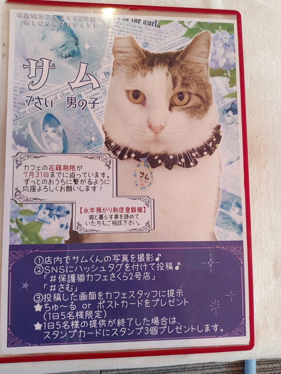 pozzzzi's tweet photo. カフェ在籍期限7月31日までの
保護猫
サムさんです
永年お預かり制度登録猫さんですので条件的に厳しかった方もお問合せを✫

年齢の割にまだまだ遊んでくれます♪
まずはお話だけでも
保護猫カフェさくら２号店まで！
#保護猫カフェさくら2号店
#さむ
#越谷
#保護猫
#保護猫活動
#保護猫カフェさくら https://t.co/K3Q3GXTYk3