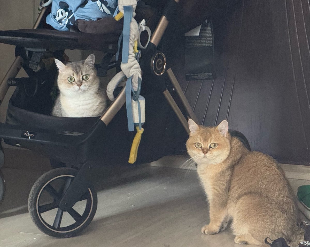 ruby__the__cat's tweet photo. Прівєт хоч покатаю https://t.co/kH1LngcDEE