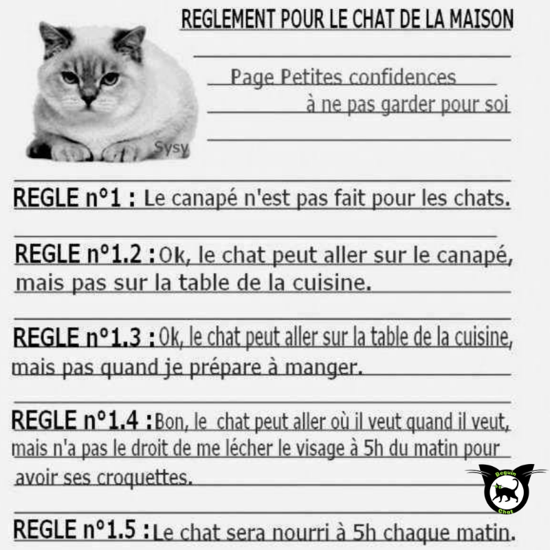 BeguinChat's tweet photo. 😂🤣😂😋
#chat #chats #chaton #chatons #funnycat #funnycats #felin #gato #gatos #gatto #minet #bouledepoil #kitten #kitty #mdr #lol #marrant #humourchat #humourchats #chatdrole #katze #rigolo #marrant https://t.co/VJIIQeapqk
