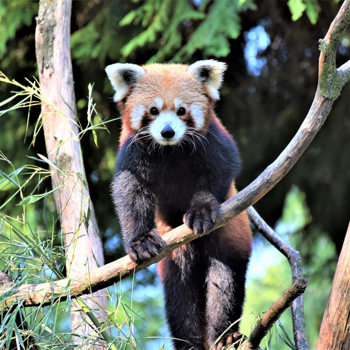 parcdecleres's tweet photo. [Joyeux anniversaire]

Aujourd'hui, notre femelle panda roux, Chaya, fête ses 9 ans ! Un bel âge pour cette espèce 🙂

Pour en apprendre plus sur cet animal, mi-ours mi-chat, c'est par ici : https://t.co/Rm90s2Vsfy https://t.co/XdKhadK3Lh