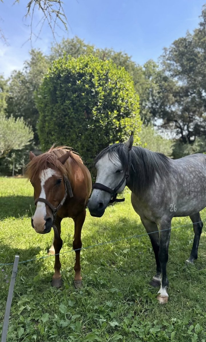 Layanomari1's tweet photo. 🐎♥️🤎 https://t.co/AlYFRZDbOr