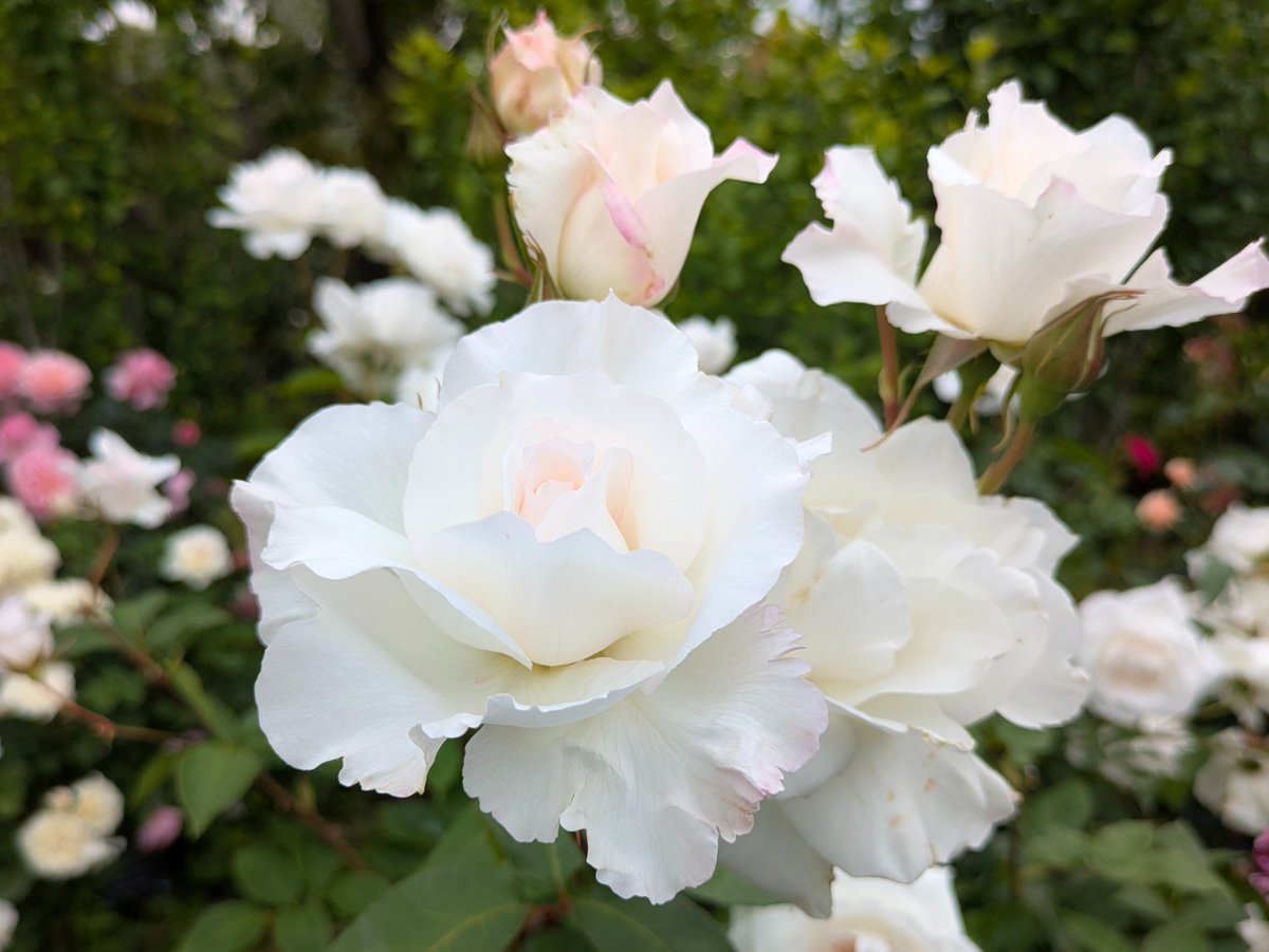 yukigatiratira's tweet photo. 今日もありがとうございました💝
おやすみなさい😴
#バラ #Roses #薔薇
#レントラー #Laendler
#麗しい #清らかさ
#Flowers #花写真
#キリトリセカイ
2026.5 📷 https://t.co/QMP3R1Lssf