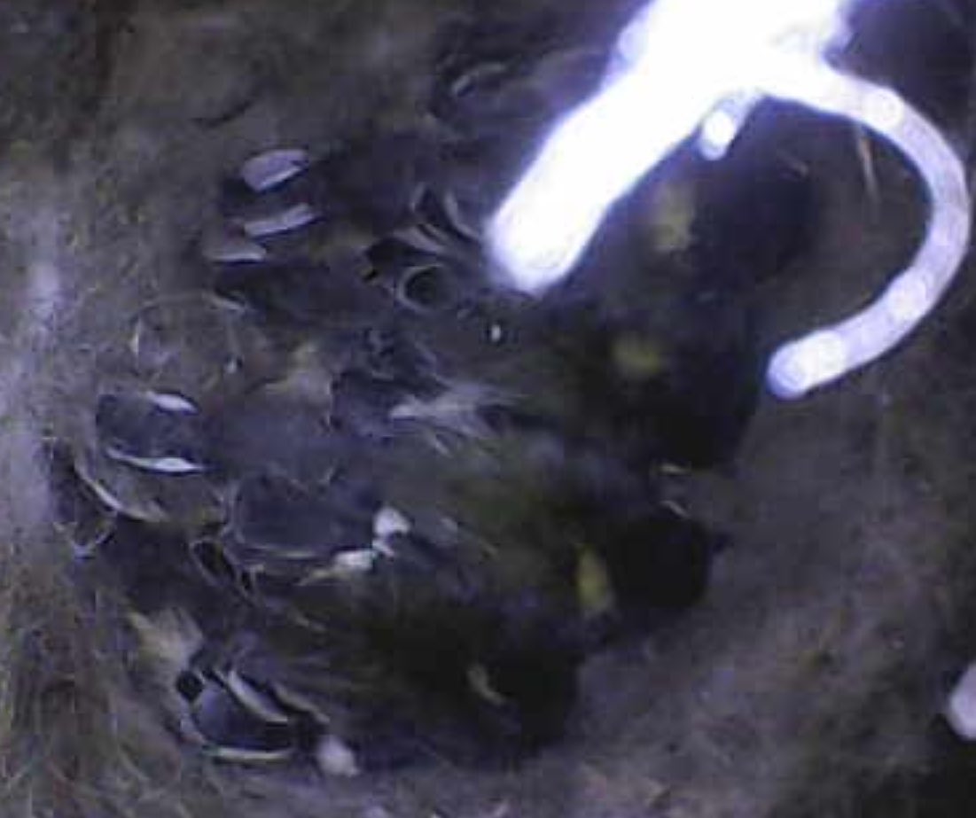y_fomalhaut's tweet photo. 小鳥の巣箱とミツバチと果樹をワンセットにすると、あるときは虫の立場、あるときは鳥の立場、あるときは草木の立場で考えなきゃいけなくなる。どれかだけを立てれば、他が萎える。愛するもので三すくみをつくると、そこからいろいろ考えだす気がする。 https://t.co/hIxfAPMqw5