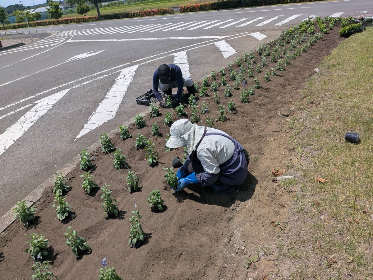 tnapofficial's tweet photo. ロータリー花壇の植物を夏バージョンに植え替えました♪
サルビアやメランポジューム、ニチニチソウなどがきれいに咲いていますよ🌸
ぜひ見に来てください😄 https://t.co/ByieTBPmZ9