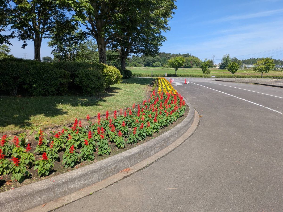 tnapofficial's tweet photo. ロータリー花壇の植物を夏バージョンに植え替えました♪
サルビアやメランポジューム、ニチニチソウなどがきれいに咲いていますよ🌸
ぜひ見に来てください😄 https://t.co/ByieTBPmZ9