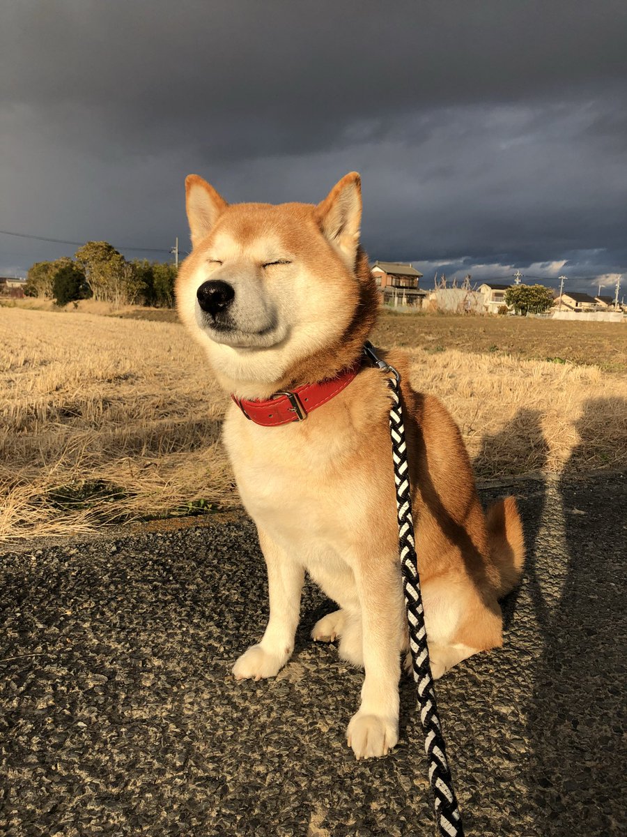 『何度でも言うね、大好きだよ 愛犬グミと銀次郎と過ごした日々』真希ナルセ
このお話も収録されたシニアになったグミと銀次郎の漫画がKADOKAWAさんより発売中です。
どうぞよろしくお願いいたします😌
・Amazonストア
(プロフィールにもリンクあります📕)
https://t.co/fy5d2WWXxc
