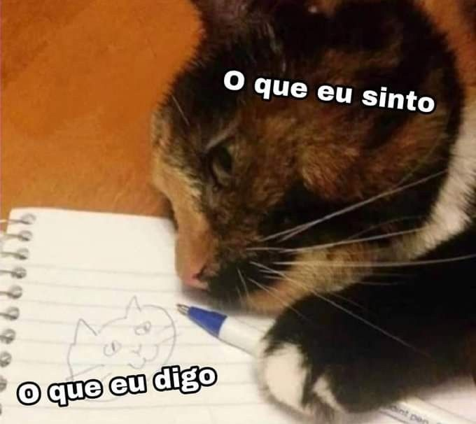 perfil dedicado a gatinhos e p3it0s tweet media