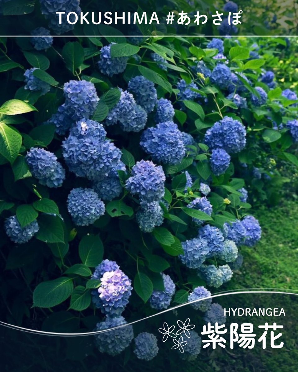 徳島の魅力 #あわさぽ でご案内🌀/ 今回は『#紫陽花』をご紹介！ 梅雨