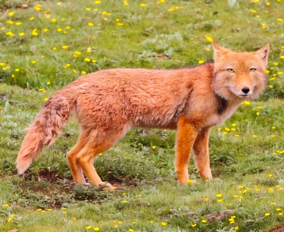 Jenanime4eva's tweet photo. @Regiane_75 @milklaine @ANGELBUFF33 @mymuseandi @AnaManning21 @sar185a @bewareofgobbi @michelleabelle @_DainBramaged Lol the Tibetan Fox is so goofy looking 😂. https://t.co/Hcbqs1uQqU