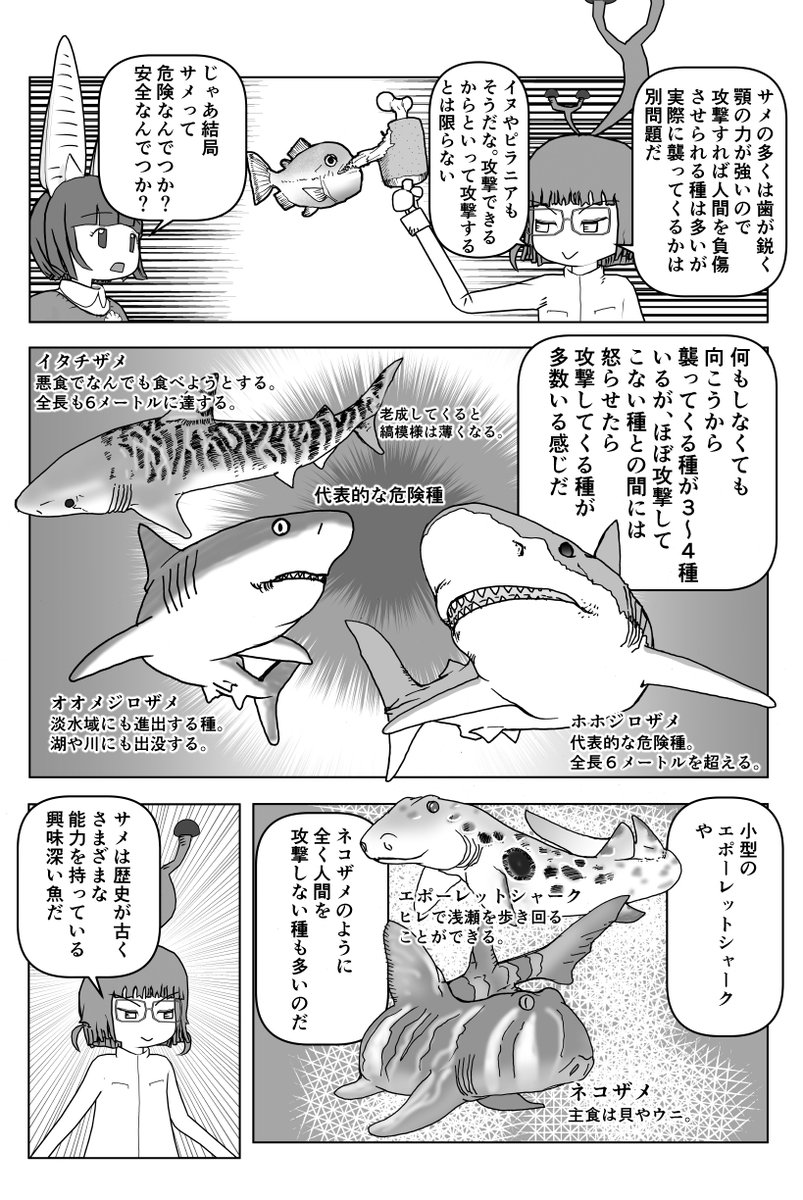 「新種の歩くサメが発見された」というニュースが流れているが、これは「何と!歩くサメが発見された!」というニュースではなく「歩くサメとして知られるエポーレットシャークの新種が発見された」というニュースである。
#クック先生の動物講座 サメ回の一部↓ 