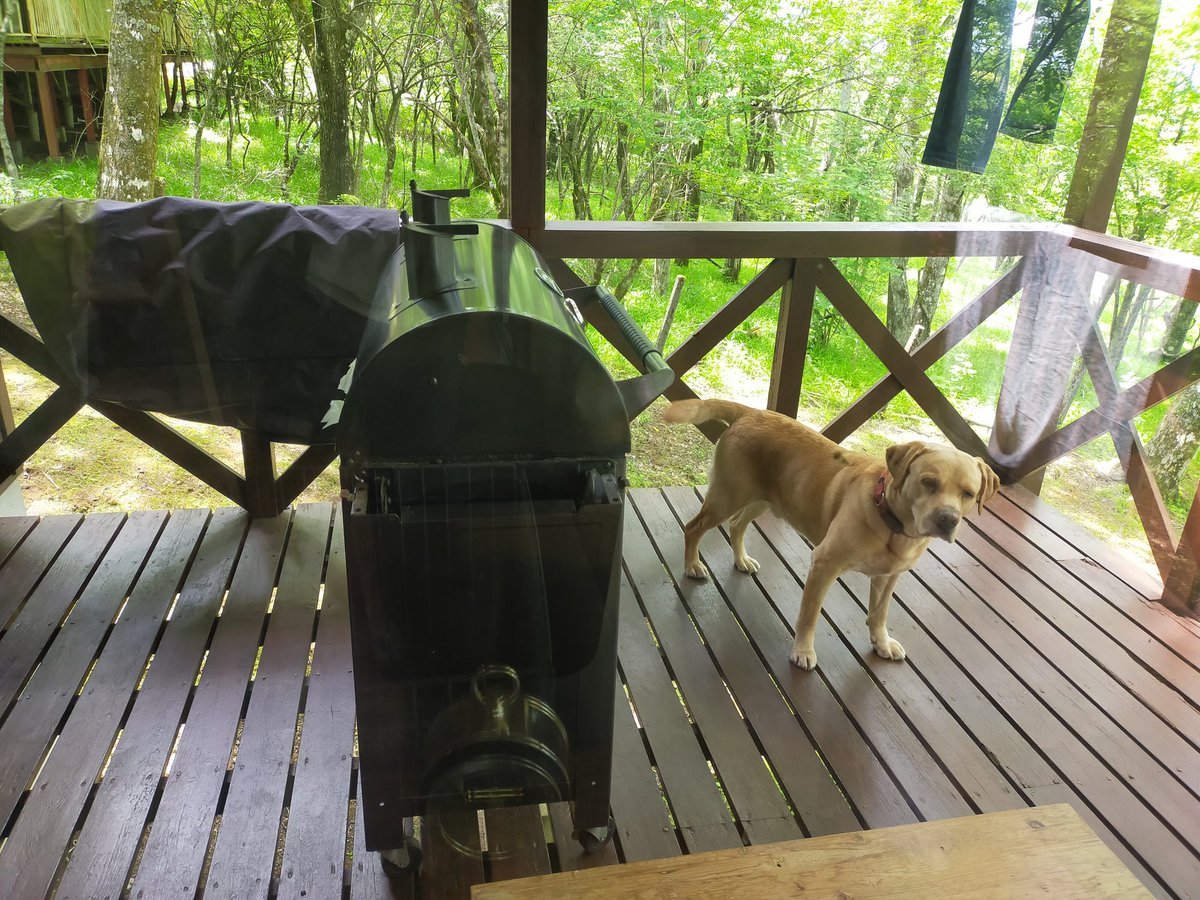 haniolog's tweet photo. 鹿を監視中。
本人は真剣なつもり。
#ラブラドールレトリバー #犬のいる暮らし #犬好き #ラブラドール #情報整理 #GitHubPages https://t.co/sjHjBG0ePh