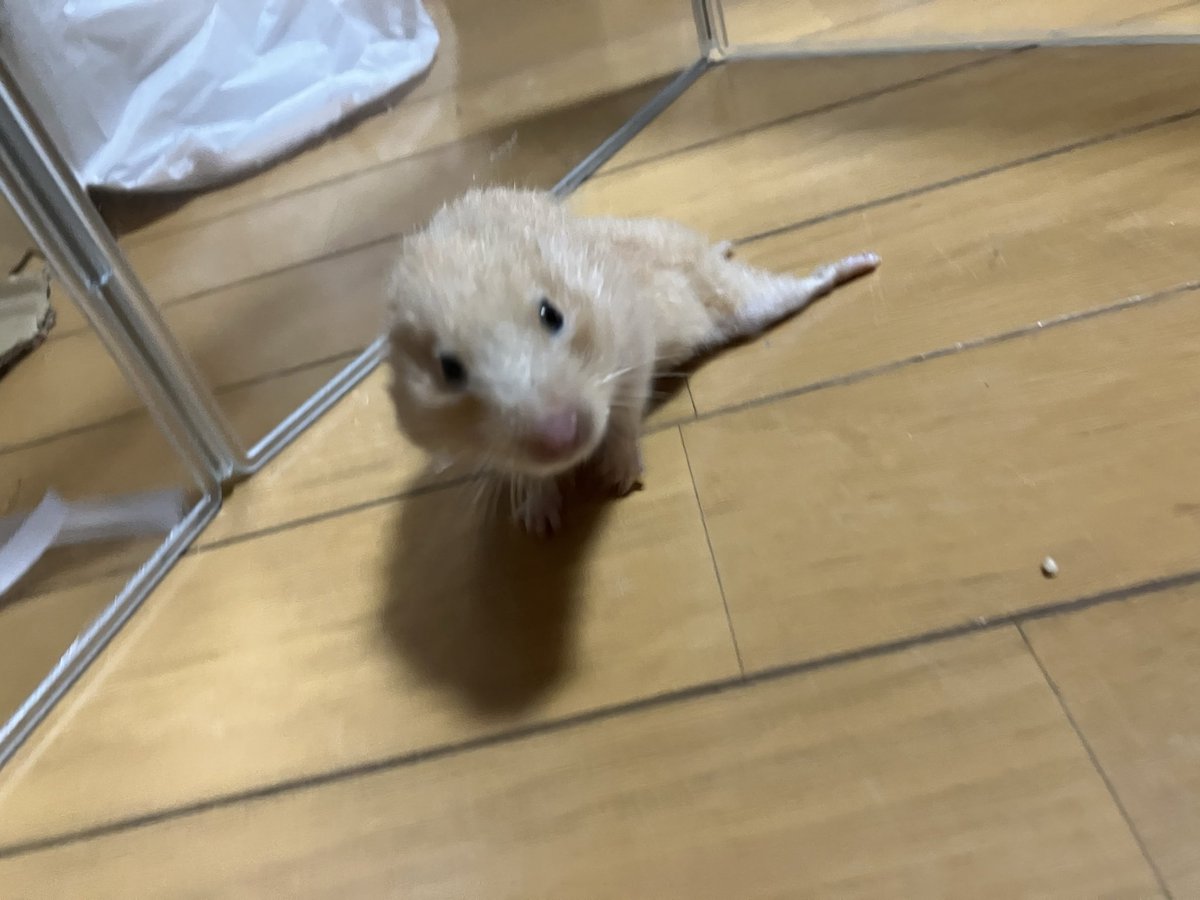 hamuhamusuri's tweet photo. 虹組🌈

あざらし化ももちゃん🦭 https://t.co/TlDEhpW6Li