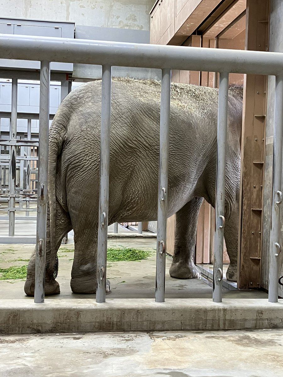 mayone_zoo's tweet photo. ←今日のワルちゃん。
→前回行った時6月4日のワルちゃん。

今日部屋の中に入ってる姿に出会えました👏
すごくがんばったなって、ジーンときた😭👏

＃東山動植物園　＃ワルダー https://t.co/67ZelGzH2z