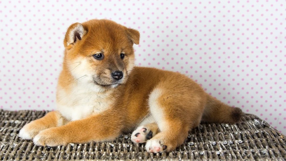 Felix “Top Dog” Santos 🥊 🐶Shiba Boxer Vtuber🥊 tweet media