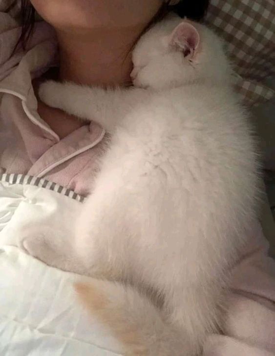 CuteCat62's tweet photo. https://t.co/GiPh5VxTvw