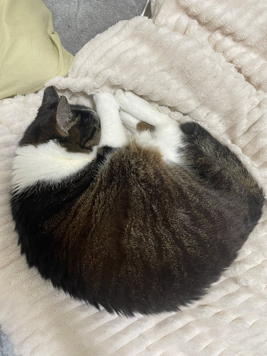 iw6wbl's tweet photo. 昨日の爪を切られてふて寝する猫 https://t.co/LtayewAnP0