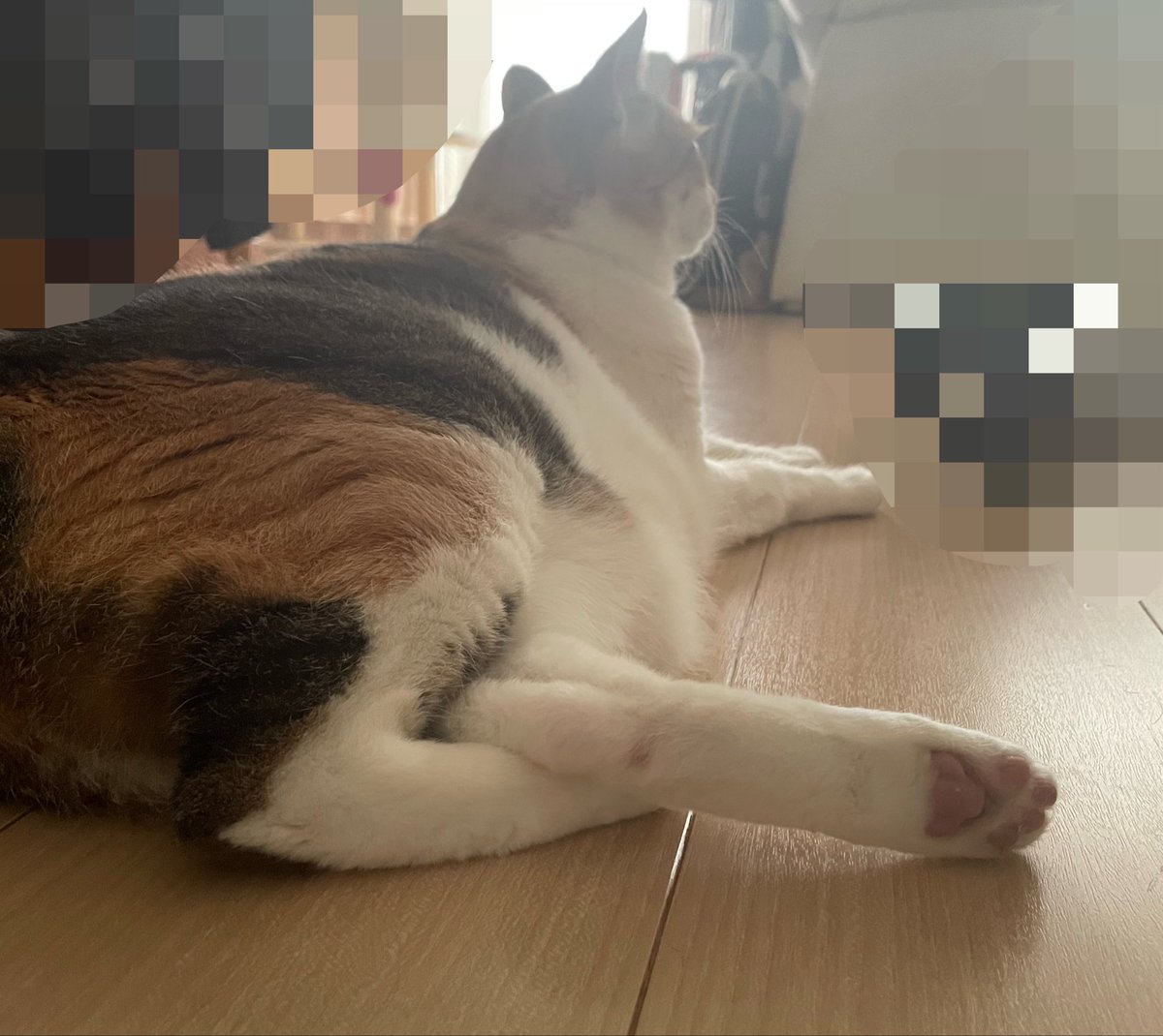 IndigoClover27's tweet photo. うちの猫　足組むの可愛い https://t.co/SGYL5ExIbf