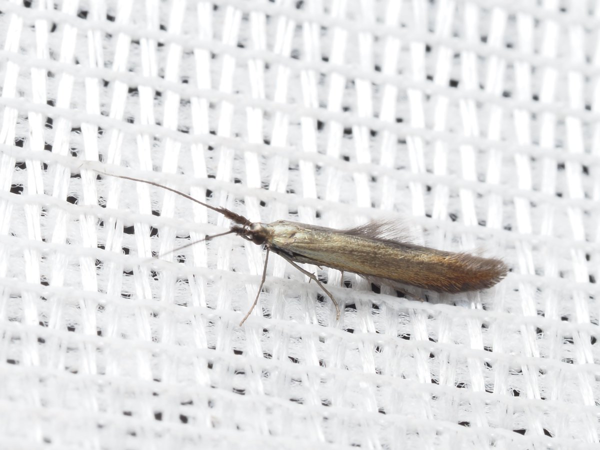 Catocala64's tweet photo. ネブトキンバネツツミノガColeophora deauratella
2026.6.10 北海道札幌市

日本にはキンバネツツミノガ類が3種確認されています(キンバネ、ヒメキンバネ、ネブトキンバネ)
本種は名前の通り触角の根本が毛束で覆われていて太く見えます。
Coleophoraの中でも大型で美麗種。 https://t.co/KWwYCzBTw7