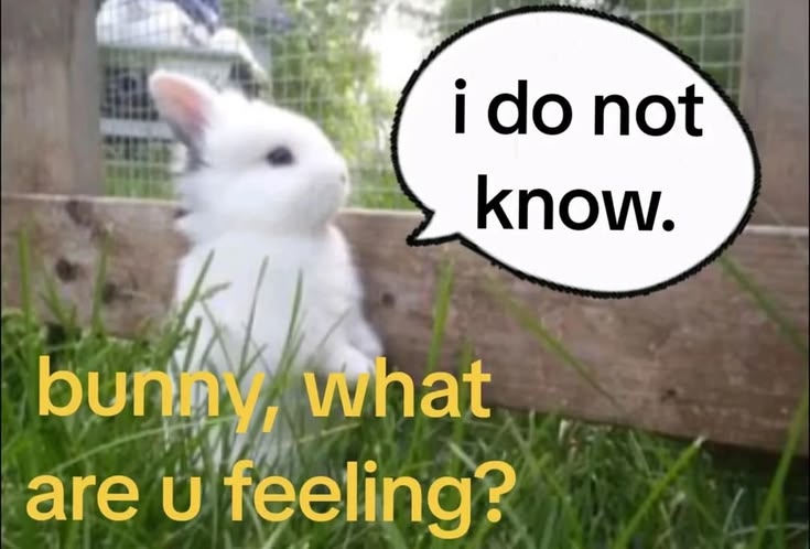 WHY YOU SHOULD HAVE A BUNNIES tweet media