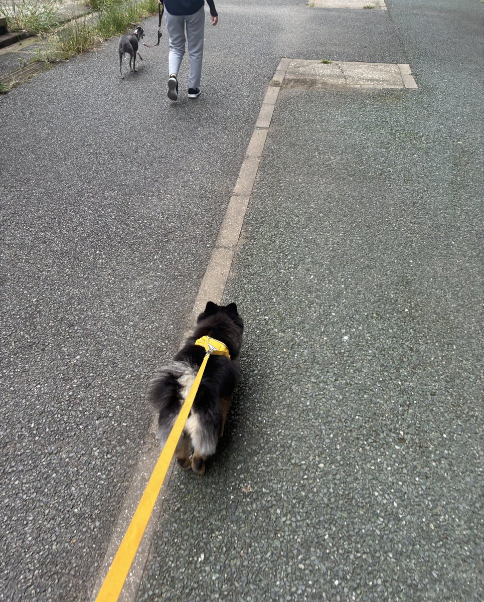 Rast__12's tweet photo. 散歩🐶 https://t.co/DLR4uy8xWQ