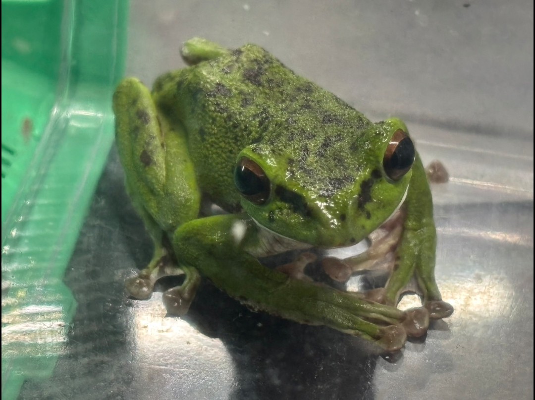 mushidokoro's tweet photo. こんにちは！静大いきもの系サークル虫処です🐛
いよいよ生き物の季節がやってきましたね！サークル活動も活発になり、イベントや合宿計画も立てております！
今日はモリアオガエルを観察しました💞
他にもチョウやクワガタ等盛り沢山🦋
いろんな生き物を観察してみて下さい
#虫処　#モリアオガエル https://t.co/If2HtQwSPT