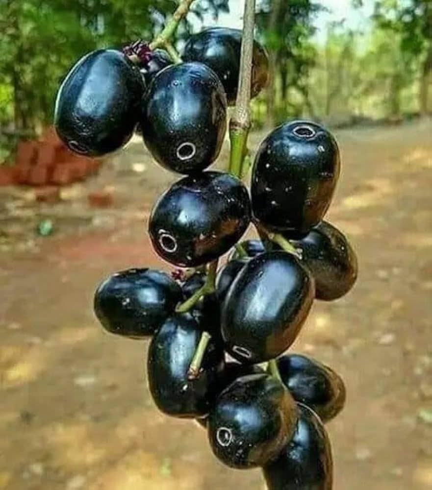 RakeshBurugula's tweet photo. ఈ సంవత్సరం తీవ్ర కరువు రానుందా..?
***********************************

గమనిక: ఈ సిద్ధాంతానికి (Theory) పూర్తి scientific backing ఉందో లేదో నాకు తెలియదు. ఆసక్తికరమైన సమాచారం అనిపించి షేర్ చేస్తున్నాను..

జామున్ (నేరేడు) పండ్లు మనకు హెచ్చరిక చేస్తున్నాయా?

ఈ సంవత్సరం మార్కెట్లలో గత ఎన్నో సంవత్సరాల కంటే ఎక్కువగా జామున్ పండ్లు కనిపిస్తున్నాయి. చెట్ల నుంచి కూడా విపరీతంగా రాలుతున్నాయి..

మా అమ్మమ్మ ఒక మాట చెప్పేది:

"వేసవిలో నేరేడు చెట్లు ఇంతగా పండ్లు రాలిస్తే, ఆ సంవత్సరం కరువు వచ్చే అవకాశం ఉంటుంది.."

Plant Science ప్రకారం దీనిని Masting లేదా Stress Fruiting అంటారు. కొన్ని సందర్భాల్లో Suicide Fruiting లేదా Bumper Crop అని కూడా పిలుస్తారు..

చెట్టు భూగర్భ జలాలు తగ్గుతున్నాయని లేదా వాతావరణంలో పెద్ద మార్పులు రాబోతున్నాయని గుర్తిస్తే, తన శక్తినంతా కొత్త కొమ్మలు, ఆకుల పెరుగుదలపై కాకుండా పండ్లు, విత్తనాల ఉత్పత్తిపై కేంద్రీకరిస్తుంది..

నేరేడు చెట్లకు లోతుగా వెళ్లే Taproot System ఉంటుంది. భూగర్భ జలమట్టం బాగా పడిపోయినప్పుడు ఈ వేర్లు Water Stress ను అనుభవిస్తాయి. ఇది రాబోయే కరువు లేదా తీవ్రమైన వేసవికి సంకేతంగా పనిచేయవచ్చని శాస్త్రవేత్తలు భావిస్తారు..

అందుకే వేసవిలో నేరేడు చెట్లు అసాధారణంగా ఎక్కువ పండ్లు కాస్తే, అది ప్రకృతి నుంచి వచ్చే ఒక హెచ్చరిక కావచ్చని అంటారు..

సారాంశంగా, చెట్టు "ఆత్మహత్య" చేసుకోవడం కాదు; తన జాతి కొనసాగేందుకు తదుపరి తరానికి ఎక్కువ విత్తనాలు అందించే ప్రయత్నం చేస్తోంది..

ఈ సంవత్సరం నేరేడు పండ్లను ఆస్వాదిద్దాం.. అదే సమయంలో నీరు వంటి సహజ వనరులను పొదుపుగా, బాధ్యతతో ఉపయోగించాల్సిన అవసరాన్ని కూడా గుర్తుంచుకుందాం..!!