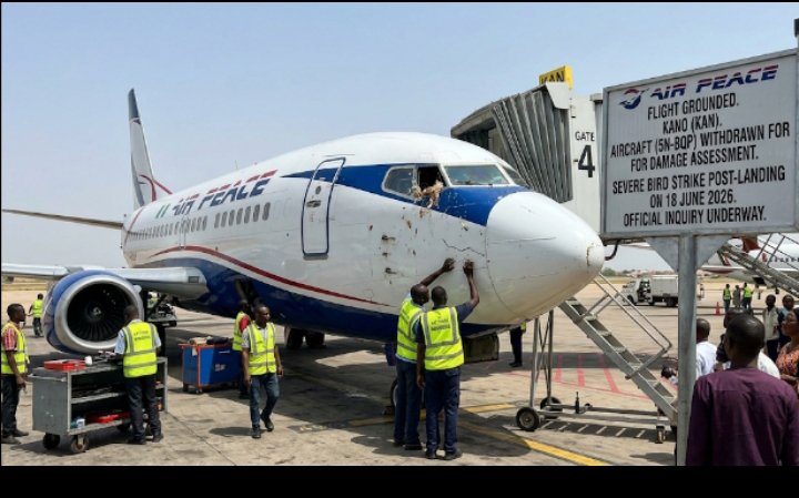 Onyeabuo's tweet photo. 🇳🇬 Air Peace flight grounded after bird strike https://t.co/Oq63opfESY