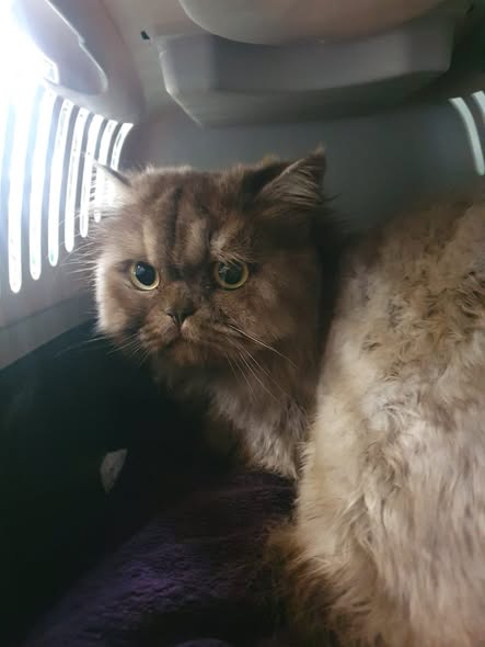 yolandaschultes's tweet photo. 24941 Flensburg
Katze ausgesetzt
Kopie Tierheim Flensburg
Fundkatze ausgesetzt
Geschlecht: vermutlich weiblich
kein Chip
ausgesetzt in der Marienhölzung
Sonstiges: verfilzt, verdreckt
Vertr. Nr. 237
Wer dieses Tier vermisst, kennt oder Angaben zu den Besitzern machen kann, meldet sich bitte direkt im Tierheim Flensburg. 
Telefon: 0461-51598
Erreichbarkeit:
09:00–11:00 Uhr
15:00–17:00 Uhr
Wochenende: 15:00–17:00 Uhr

Bitte wendet Euch während der Öffnungszeiten direkt telefonisch an die Mitarbeiter im Tierheim. Sollte das Telefon einmal nicht besetzt sein, ist vermutlich gerade viel Betrieb – bitte einfach später erneut versuchen.
Vielen Dank für Euer Verständnis!